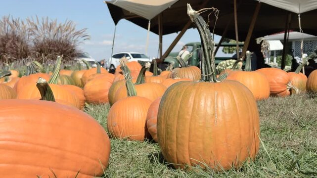 Pumpkin patch in grass of farm 4k