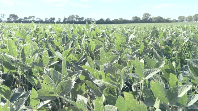 Beautiful green crops growing in sunny field 4k