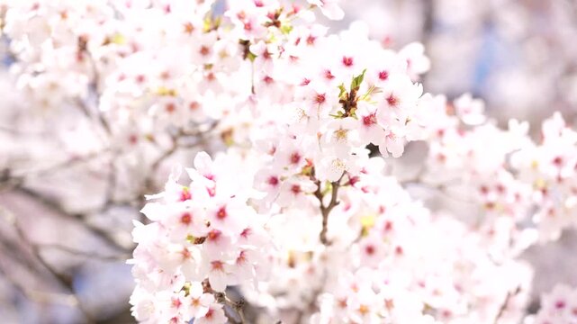 [8K to 4K] 青空の下で満開の桜の花が美しく咲き誇る心華やぐ春の自然風景