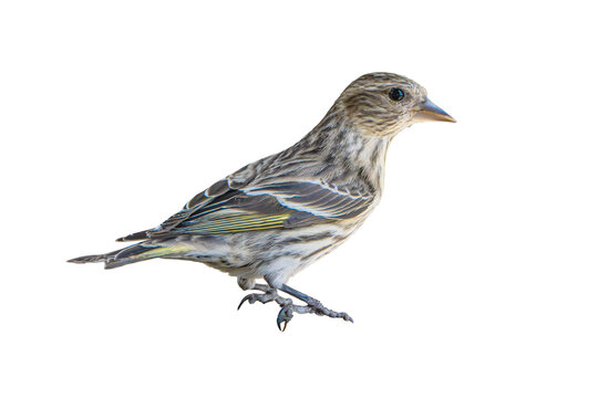 Pine Siskin (Carduelis pinus) Photo, Perched, on a Transparent Isolated PNG Background