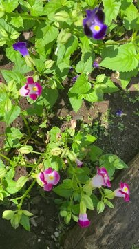 The beautiful Torenia fournieri flowers are blooming and swaying in the breeze in the garden. The purple and pink Torenia flowers are blooming in the garden. Wishbone flower