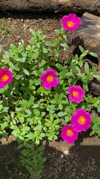 The moss rose, or Portulaca grandiflora, blooms in red and yellow at home in the morning. The bright Portulaca grandiflora blooms in the garden at 9 a.m.  