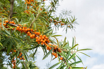 Fototapeta premium sea buckthorn berries cluster on thorny branches in the garden