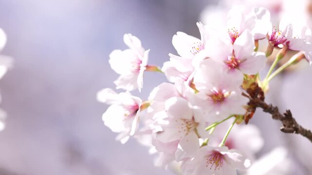 [8K to 4K] 春の陽光に包まれて満開の桜の花が咲き誇る美しくやさしい季節の情景