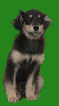cute dog looking on green screen