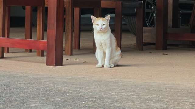Cat lying on the floor.