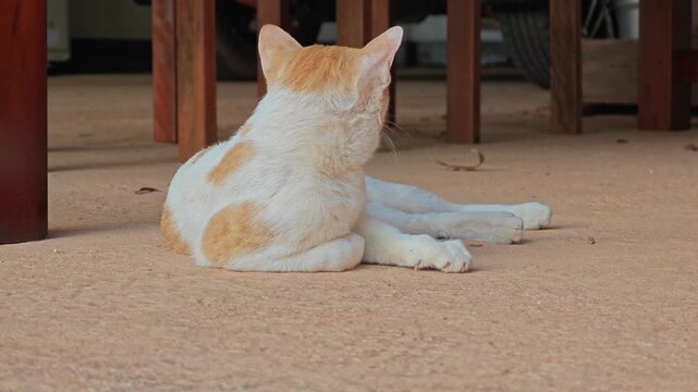 Cat lying on the floor.