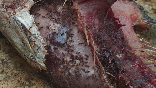 A group of black ants insect swarming dead fish as their food on the floor