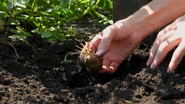 Planting sprouted potatoes in the ground. The farmer buries the seed potato by hand.