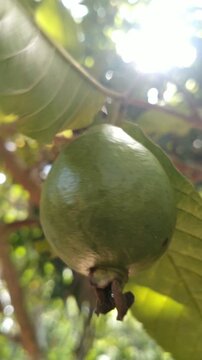 Green Guava Fruit Growing on Tree in Tropical Garden, Close Up Nature Video	
