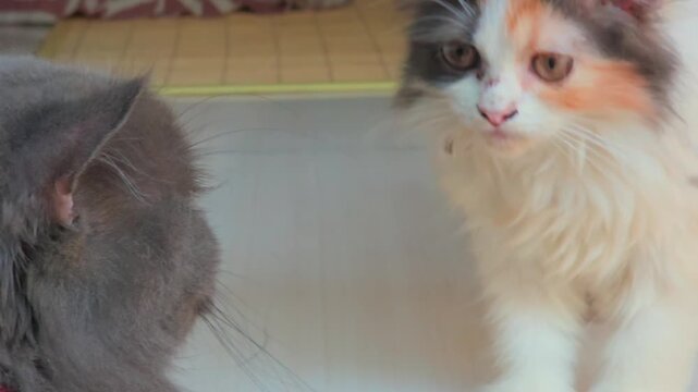 A heartwarming scene of playful kittens engaging in gentle interactions, showcasing their soft fur and curious expressions, highlighting companionship among young cats.