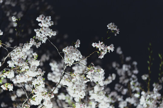 朧月夜 Images – Browse 139 Stock Photos, Vectors, and Video