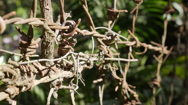Barbed wire extends in multiple rows creating a dense barrier of sharp twisted metal strands placed along a fence with foliage and branches in the background. Defense barrier.