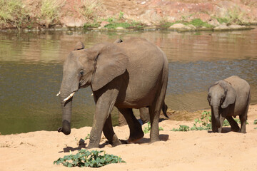 Obraz premium Afrikanischer Elefant / African elephant / Loxodonta africana