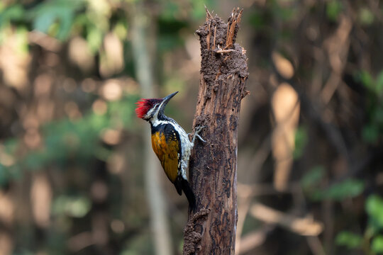 Woodpecker profile on top of a trunk. The black-rumped flameback, also known as the lesser golden-backed, is a woodpecker found widely distributed in the Indian subcontinent
