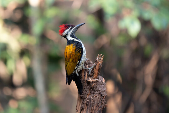 Woodpecker profile on top of a trunk. The black-rumped flameback, also known as the lesser golden-backed, is a woodpecker found widely distributed in the Indian subcontinent