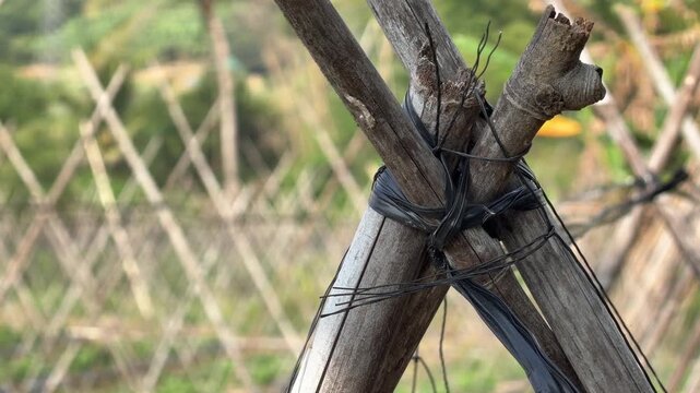 Bamboo poles are arranged crosswise to form support frames for climbing crops installed along cultivated garden beds with surrounding vegetation. Trellis farming.