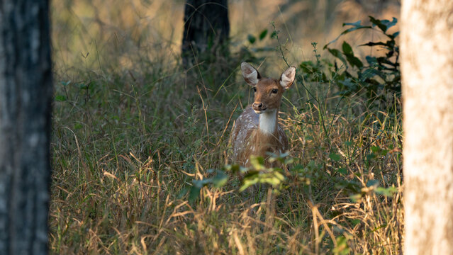 Chital in the grass, also called spotted deer and axis deer, is a deer species native to the Indian subcontinent