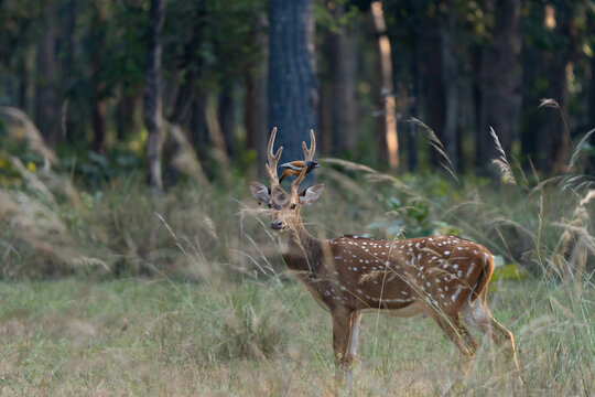 Rufous treepie on the antler of a chital, also called spotted deer and axis deer, is a deer species native to the Indian subcontinent