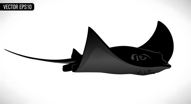 Black stingray vector illustration graphic.