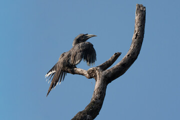 Indian grey hornbill posing on a tree branch in an Indian forest. Back view from below, blue sky background, it is one of the few hornbill species found in urban areas © Riccardo Rolfini