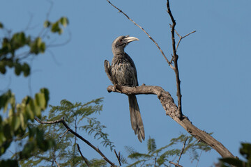 Indian grey hornbill posing on a tree branch in an Indian forest. Frontal view, blue sky background, it is one of the few hornbill species found in urban areas © Riccardo Rolfini