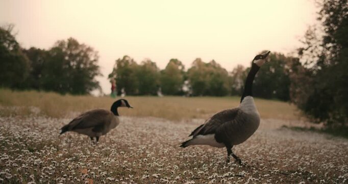 Branta canadensis. several geese and ducks walk in park among blooming flowers in spring in Europe Germany. wild birds close up in nature. environmental protection protected area zone. ornithology