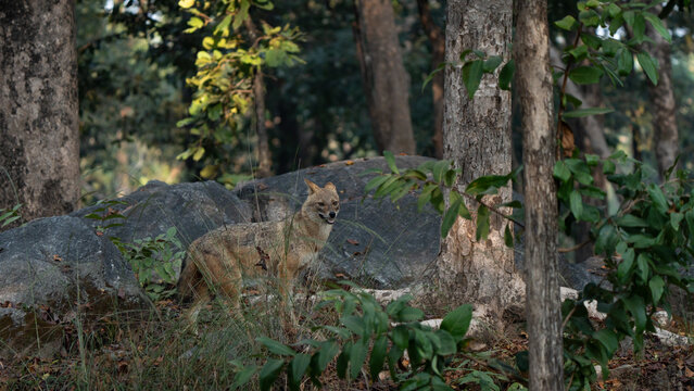 Golden jackal in an ambush in the jungle