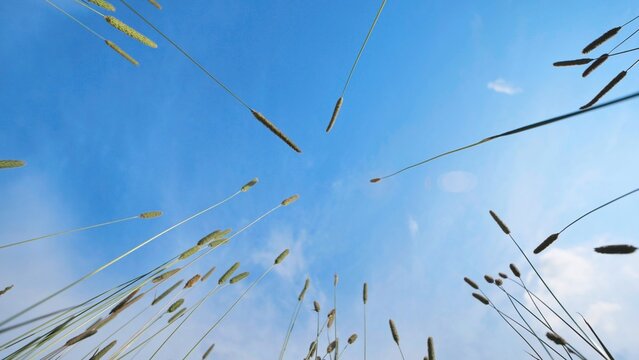 Grass stalks and hogweed rising against a bright, expansive sky. Natural environment view