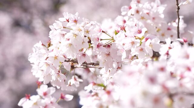 [8K to 4K] 満開の桜の花が春の明るい光に映えて美しく咲き誇る華やかな風景