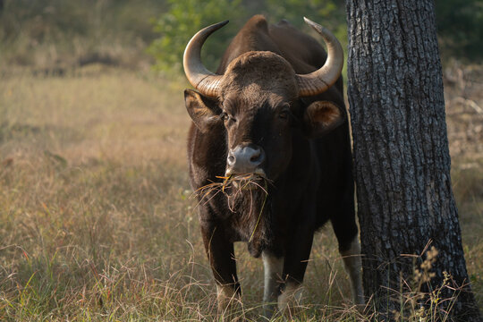 Gaur eating grass. The gaur, also known as the Indian bison,] is a large bovine native to the Indian subcontinent and Southeast Asia
