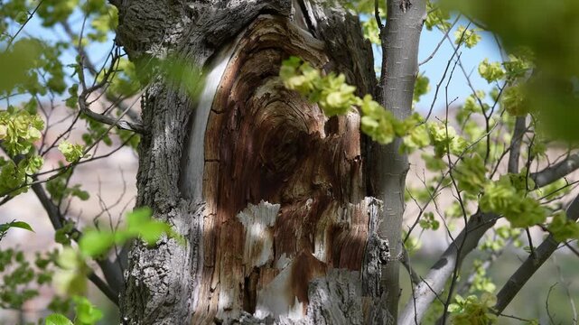 Detailed view of a damaged tree trunk with its bark peeling off. Green leaves and branches are swaying in the wind on a sunny day