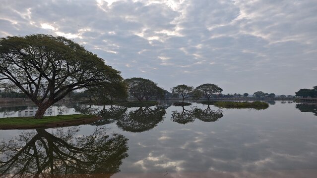 Rain Tree in the Water. East Indian Walnut.
