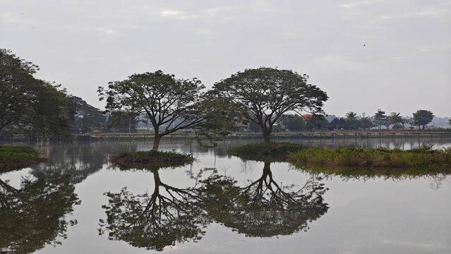 Rain Tree in the Water. East Indian Walnut.