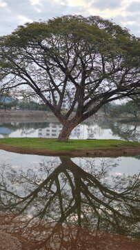 Rain Tree in the Water. East Indian Walnut.