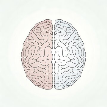 Human brain illustration with pink and blue hemispheres