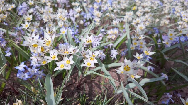 White crocuses bloom in the center of a spring garden surrounded by blue scilla flowers. 