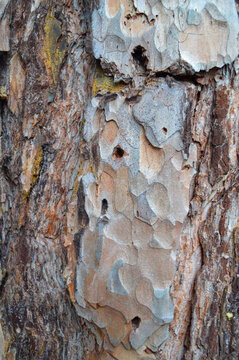 Close up photograph of a pine bark with worm holes in it