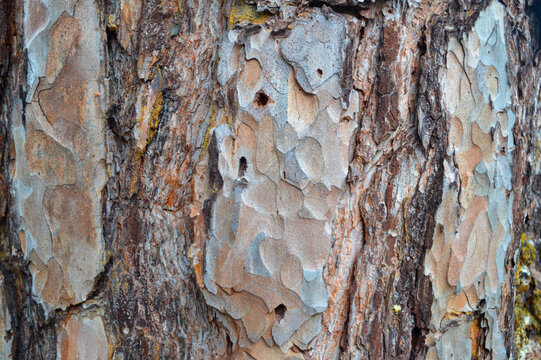 Close up photograph of a pine bark with worm holes in it