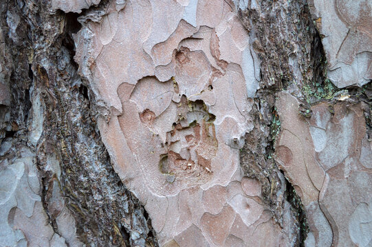 Close up photograph of a pine bark with worm holes in it