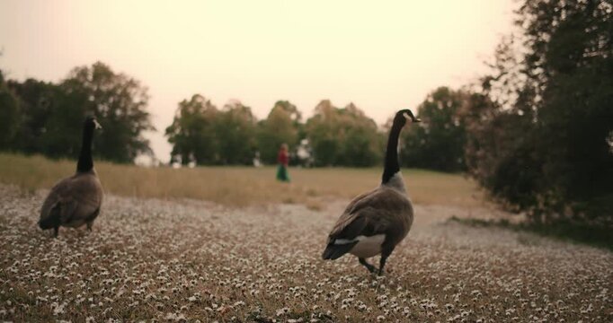 Branta canadensis. several geese and ducks walk in park among blooming flowers in spring in Europe Germany. wild birds close up in nature. environmental protection protected area zone. ornithology