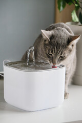Cat drinking from automatic water dispenser fountain © dark_blade