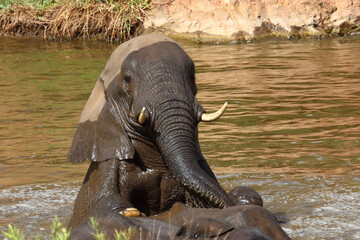Fototapeta premium Afrikanischer Elefant / African elephant / Loxodonta africana