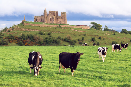A scenic view of black and white cows grazing in a lush green pasture beneath the historic ruins of the Rock of Cashel in Ireland.