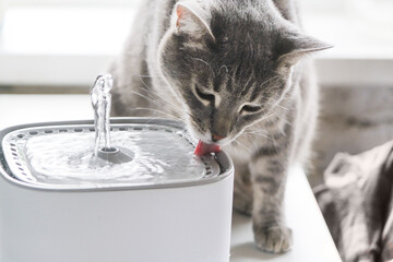 Cat drinking from automatic water dispenser fountain © dark_blade