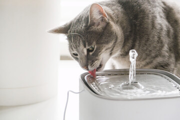 Cat drinking from automatic water dispenser fountain