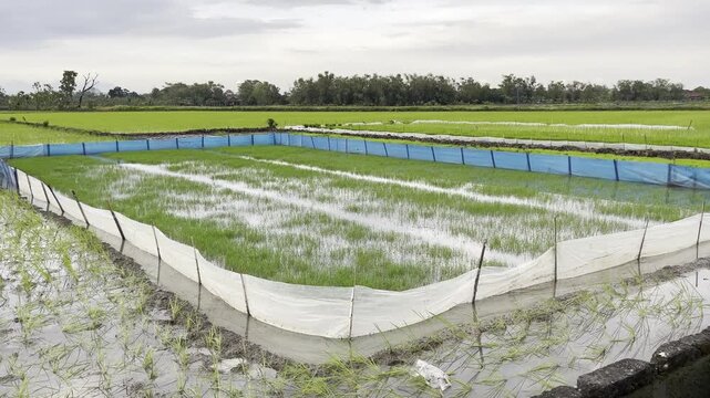 Plowed Rice Field with Protective Plastic Fencing for Seedlings