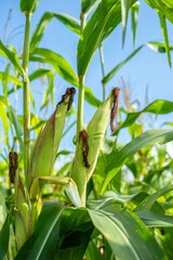 Fototapeta premium Fresh corn cobs growing on green stalks in organic field under clear blue sky. High-quality agriculture for food industry and farming harvest concepts. Healthy sweetcorn plantation