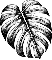 Detailed Black and White Monstera Leaf with Natural Texture and Holes plant tropical © Ayman