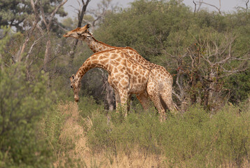 Giraffes fighting in Moremi Game Reserve, Botswana, Africa © dvlcom